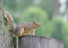 Rick Swartzentrover  Fox Squirrel