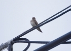 Rick Swartzentrover  Northern Rough-winged Swallow