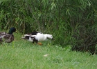 Rick Swartzentrover  Mallard (Male) and a possible Magpie Duck (Female)