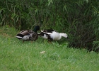 Rick Swartzentrover  Mallard (Male) and a possible Magpie Duck (Female)