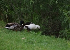 Rick Swartzentrover  Mallard (Male) and a possible Magpie Duck (Female)