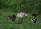 Rick Swartzentrover  Mallards &#38; Ducklings