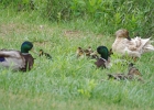 Rick Swartzentrover  Mallards &#38; Ducklings