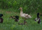 Rick Swartzentrover  Mallards &#38; Ducklings