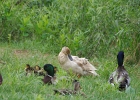 Rick Swartzentrover  Mallards &#38; Ducklings