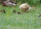 Rick Swartzentrover  Mallards &#38; Ducklings
