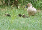 Rick Swartzentrover  Mallards &#38; Ducklings