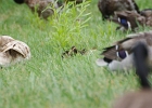 Rick Swartzentrover  Mallards &#38; Ducklings
