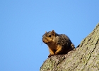 Rick Swartzentrover  Eastern Fox Squirrel