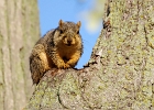 Rick Swartzentrover  Eastern Fox Squirrel