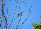 Rick Swartzentrover  American Robin