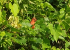 Rick Swartzentrover  Northern Cardinal (Male)