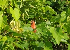 Rick Swartzentrover  Northern Cardinal (Male)