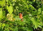 Rick Swartzentrover  Northern Cardinal (Male)