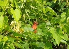 Rick Swartzentrover  Northern Cardinal (Male)