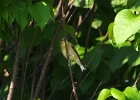 Rick Swartzentrover  American Goldfinch (Female)