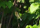 Rick Swartzentrover  American Goldfinch (Female)