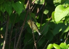 Rick Swartzentrover  American Goldfinch (Female)