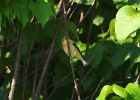 Rick Swartzentrover  American Goldfinch (Female)