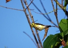 Rick Swartzentrover  American Goldfinch (Male)
