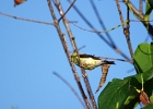Rick Swartzentrover  American Goldfinch (Male)