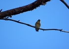 Rick Swartzentrover  American Goldfinch (Female)