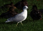 Rick Swartzentrover  Ring-billed Gull (Adult Non-breeding)