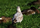 Rick Swartzentrover  Ring-billed Gull (First Winter)
