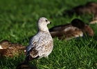 Rick Swartzentrover  Ring-billed Gull (First Winter)