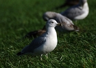 Rick Swartzentrover  Ring-billed Gull (Adult Non-breeding)