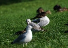 Rick Swartzentrover  Ring-billed Gull (First Winter)