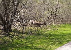 White-tailed Deer