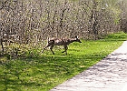 White-tailed Deer