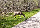 White-tailed Deer