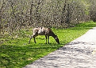 White-tailed Deer