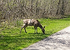 White-tailed Deer