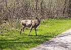 White-tailed Deer