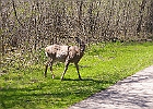 White-tailed Deer