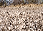 White-tailed Deer