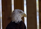 Bald Eagle (Captive)