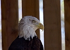 Bald Eagle (Captive)
