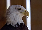 Bald Eagle (Captive)