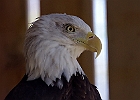 Bald Eagle (Captive)