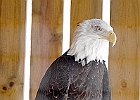 Bald Eagle (Captive)