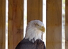 Bald Eagle (Captive)