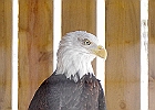 Bald Eagle (Captive)