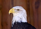 Bald Eagle (Captive)