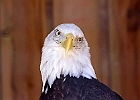 Bald Eagle (Captive)