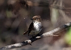 Eastern Phoebe