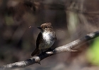 Eastern Phoebe